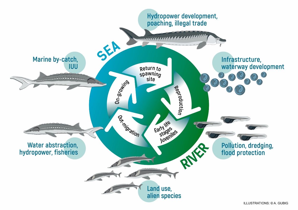 Figure x: Sturgeon life cycle. A typical life cycle of migrating sturgeons showing adverse impacts on the various life cycle phases. © WSCS & WWF