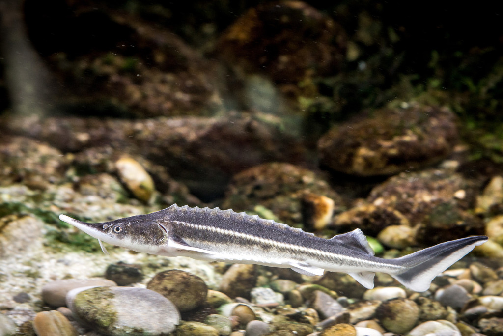 © ICPDR A close up of a sturgeon