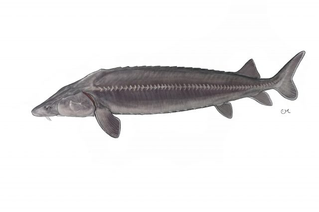 Illustration of a ship sturgeon showcasing its long body and bony features..