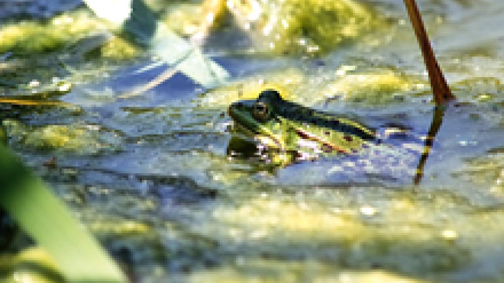 a frog on a leave in the water