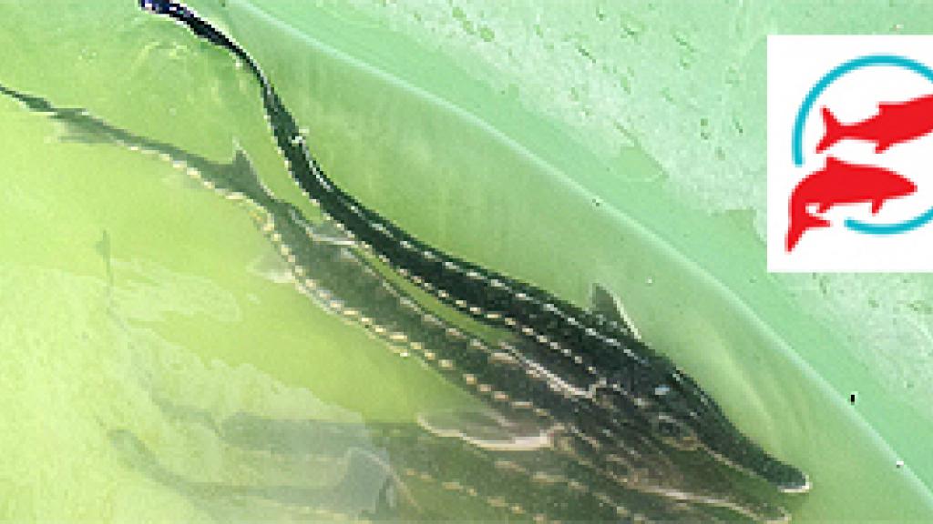 Sterlet in water