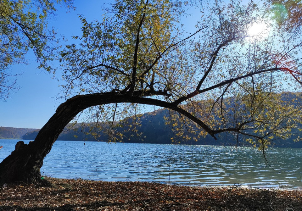 “The Love of a Tree and the Danube” Danube Art Master